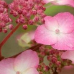 Hydrangea serrata 'Kiyosumi'