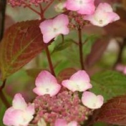 Hydrangea serrata 'Kiyosumi'