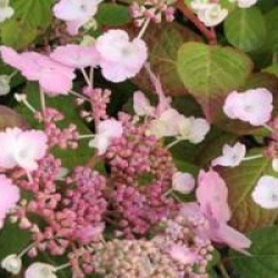 Hydrangea serrata 'Klaveren'