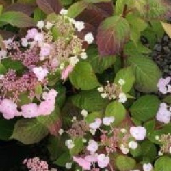 Hydrangea serrata 'Klaveren'
