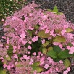 Hydrangea serrata 'Klaveren'