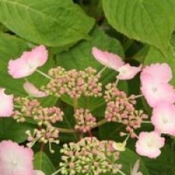Hydrangea serrata 'Klaveren'