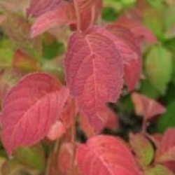 Hydrangea serrata 'Maiko' - Hortensia � fleurs plates maiko