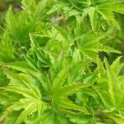 Acer palmatum 'Shishigashira'
