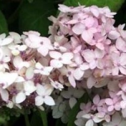 Hydrangea serrata 'Maiko'