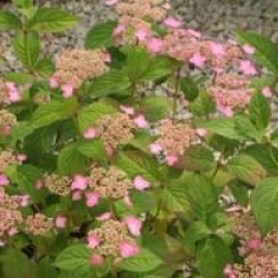 Hydrangea serrata 'Mont-aso'