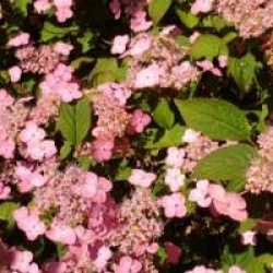 Hydrangea serrata 'Mont-aso'