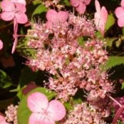 Hydrangea serrata 'Mont-aso'