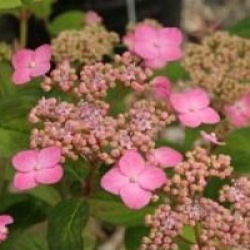 Hydrangea serrata 'Mont-aso'