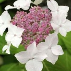 Hortensia Mount Dandenong