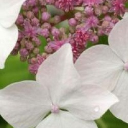 Hydrangea serrata 'Mount Dandenong'