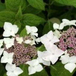 Hydrangea serrata 'Mount Dandenong'