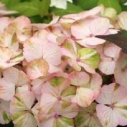 Hortensia Preziosa