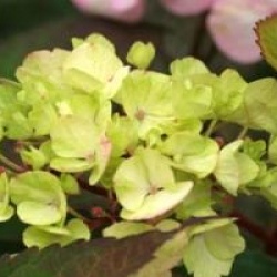 Hydrangea serrata 'Preziosa'