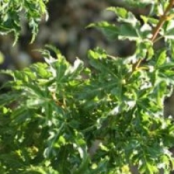 Acer palmatum 'Shishigashira'
