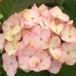 Hydrangea serrata 'Preziosa'
