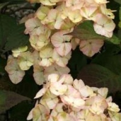 Hydrangea serrata 'Preziosa'