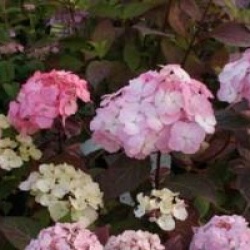 Hydrangea serrata 'Preziosa'