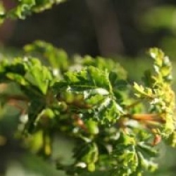 Acer palmatum 'Shishigashira'