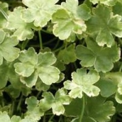 Hydrocotyle sibthorpioides 'Variegata'