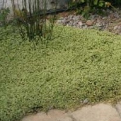 Hydrocotyle sibthorpioides 'Variegata'