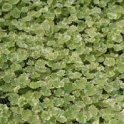 Hydrocotyle sibthorpioides 'Variegata'