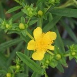 Hypericum kalmianum 'Gemo' - Millepertuis Gemo