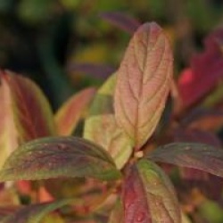 Itea virginica 'Long Spire'