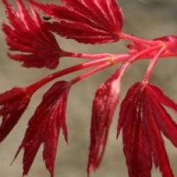 Acer palmatum 'Shishio Improved'