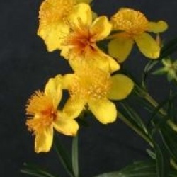 Hypericum kalmianum 'Gemo'