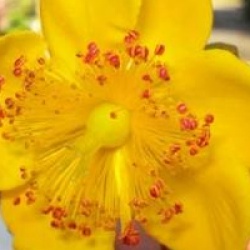 Hypericum x moserianum 'Tricolor'