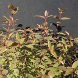 Hypericum x moserianum 'Tricolor'