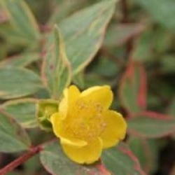 Hypericum x moserianum 'Tricolor'