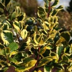 Ilex altaclerensis 'Golden King'