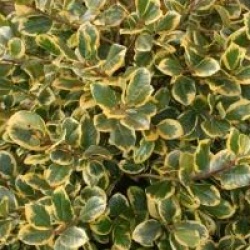 Ilex altaclerensis 'Golden King'