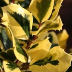 Ilex altaclerensis 'Golden King' - Houx Golden King