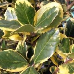 Ilex altaclerensis 'Golden King'