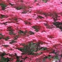 Acer palmatum 'Shishio Improved' - �rable du Japon Shishio Improved