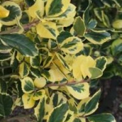 Ilex altaclerensis 'Golden King'
