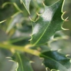 Ilex aquifolium 'Alaska'