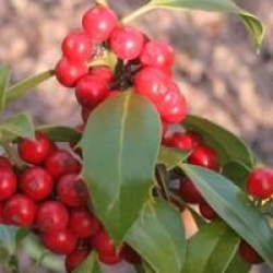 Ilex aquifolium 'Alaska' - Houx Alaska