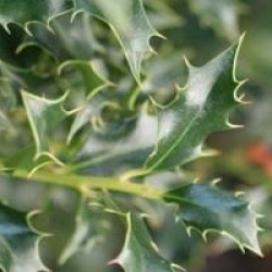 Ilex aquifolium 'Alaska'
