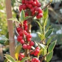 Ilex aquifolium 'Alaska'