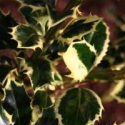 Ilex aquifolium 'Argentea Marginata'