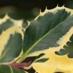 Ilex aquifolium 'Argentea Marginata' - Houx Argent� Marginata