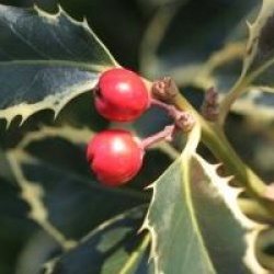 Ilex aquifolium 'Argentea Marginata'