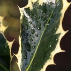 Ilex aquifolium 'Argentea Marginata'