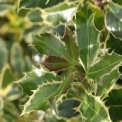 Ilex aquifolium 'Argentea Marginata'