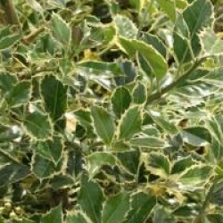Ilex aquifolium 'Argentea Marginata'