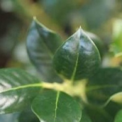 Ilex aquifolium 'J.C Van Tol'